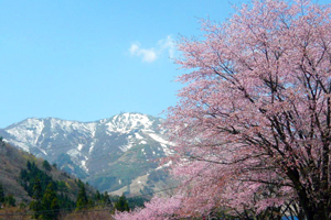 本州で最後に咲く桜